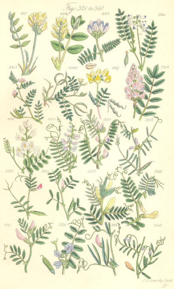 VETCH FLOWERS. Purple Milk Joint Horseshoe Wood Tufted Yellow Bush. SOWERBY 1890
